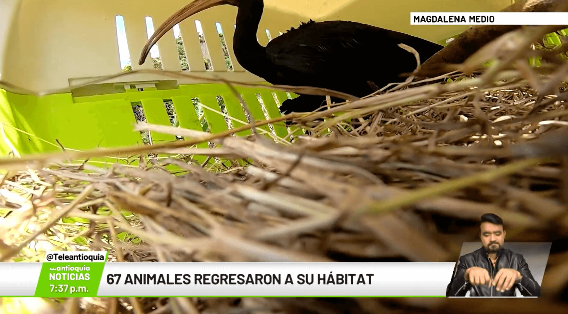 67 animales regresaron a su hábitat