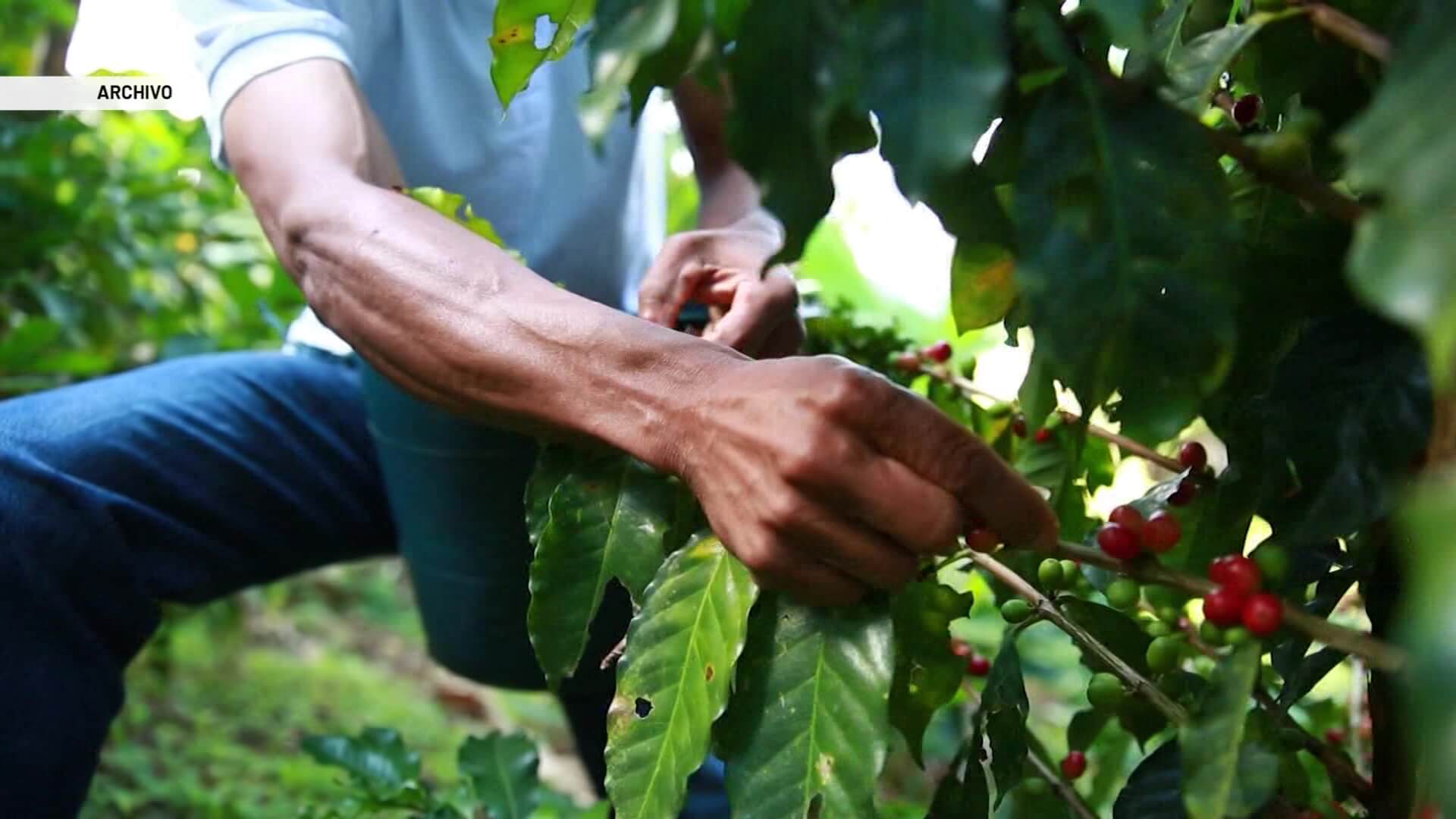 Alerta temprana por riesgos de la cosecha cafetera