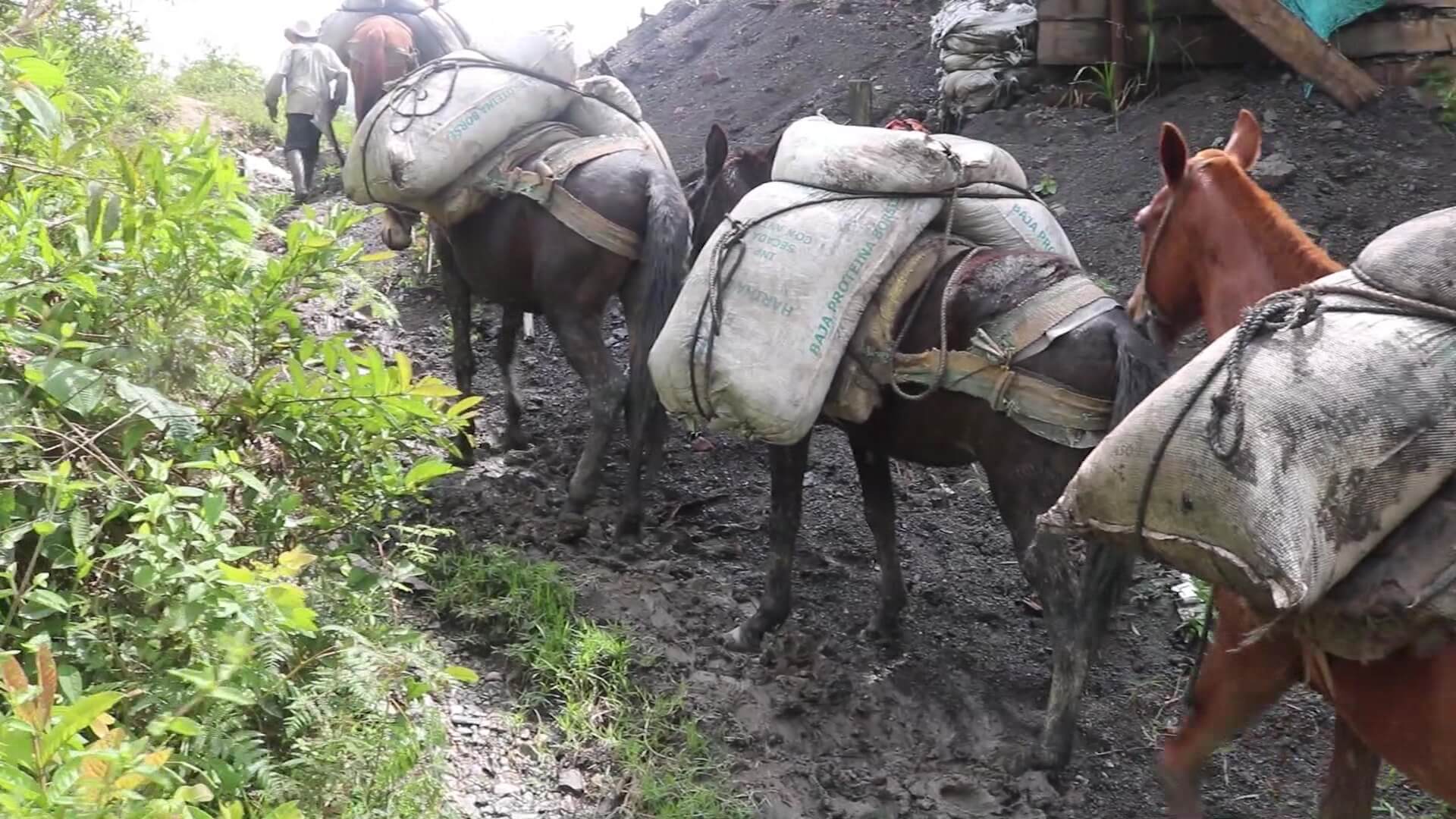 Arriería, un oficio que persiste a pesar del paso del tiempo