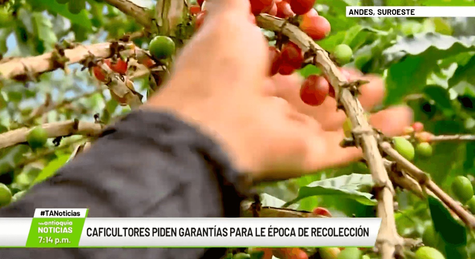 Caficultores piden garantías para la época de recolección