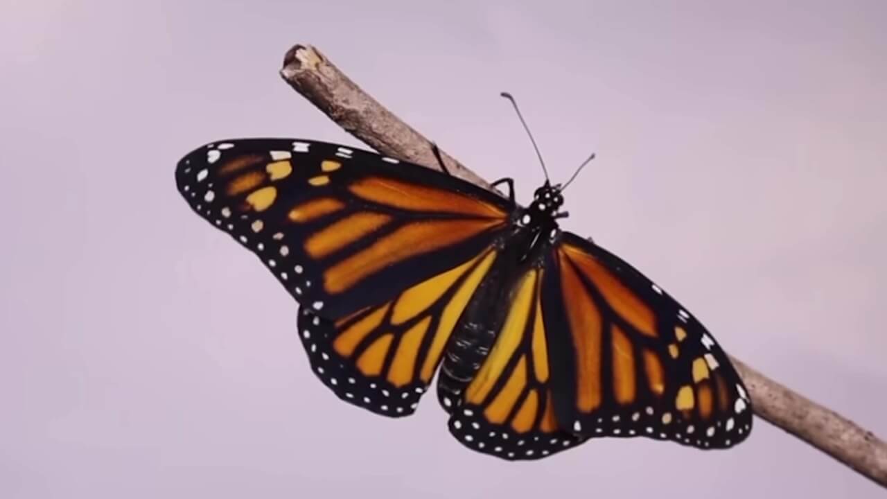 Capullo de mariposa, regalo en Feria de Flores