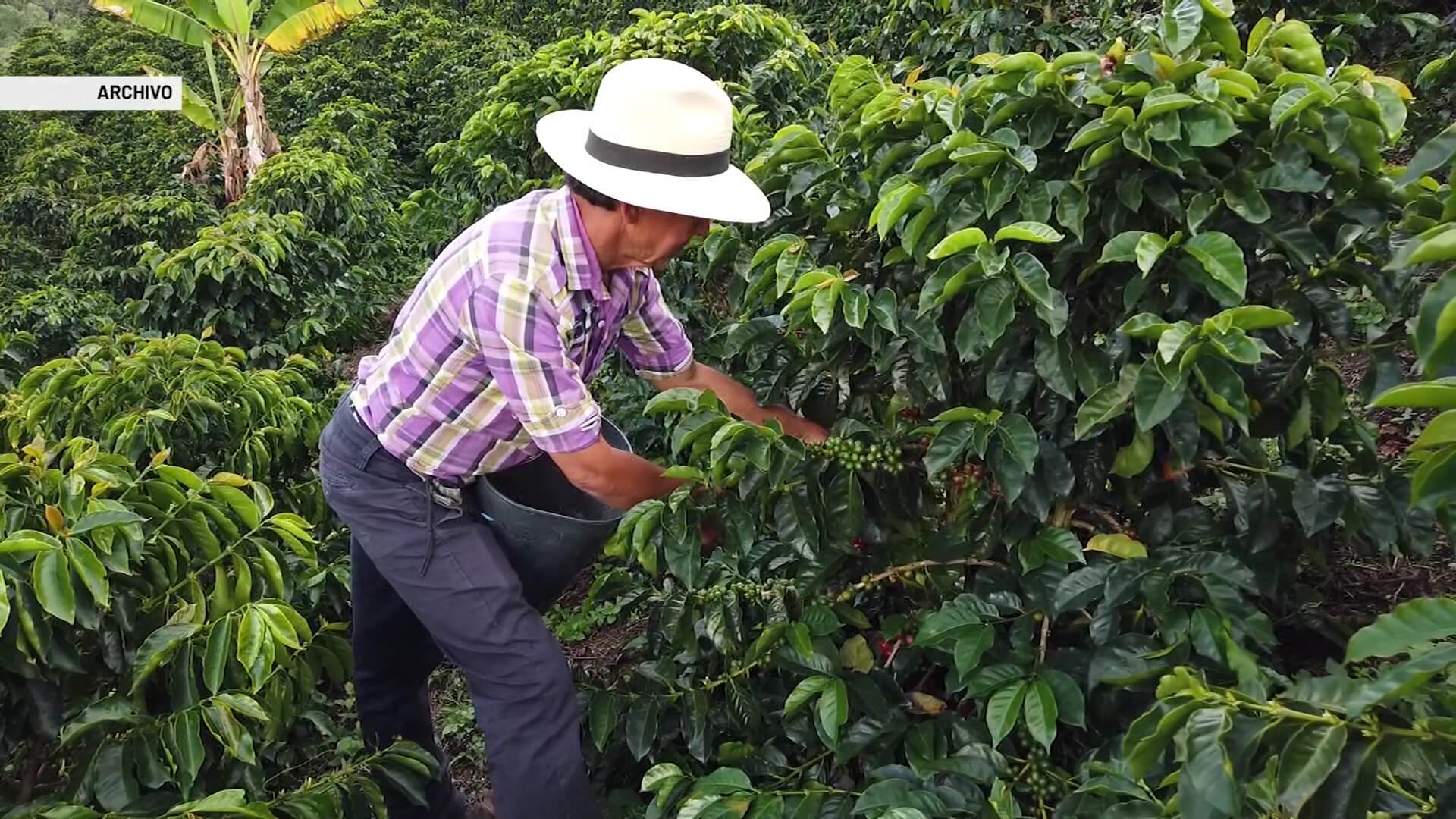 Cosecha cafetera: se necesitarán 228 mil recolectores