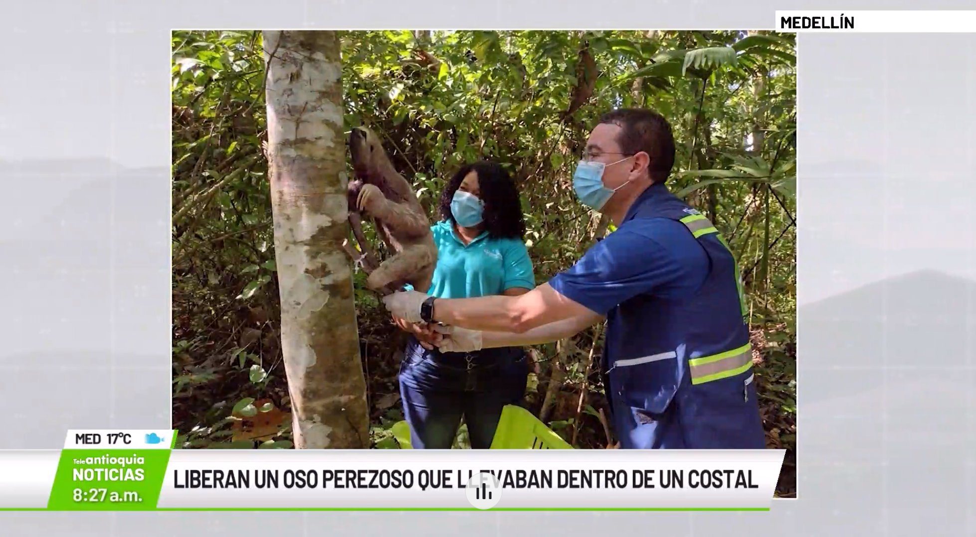 Liberan Oso Perezoso tras estar atado a un costal