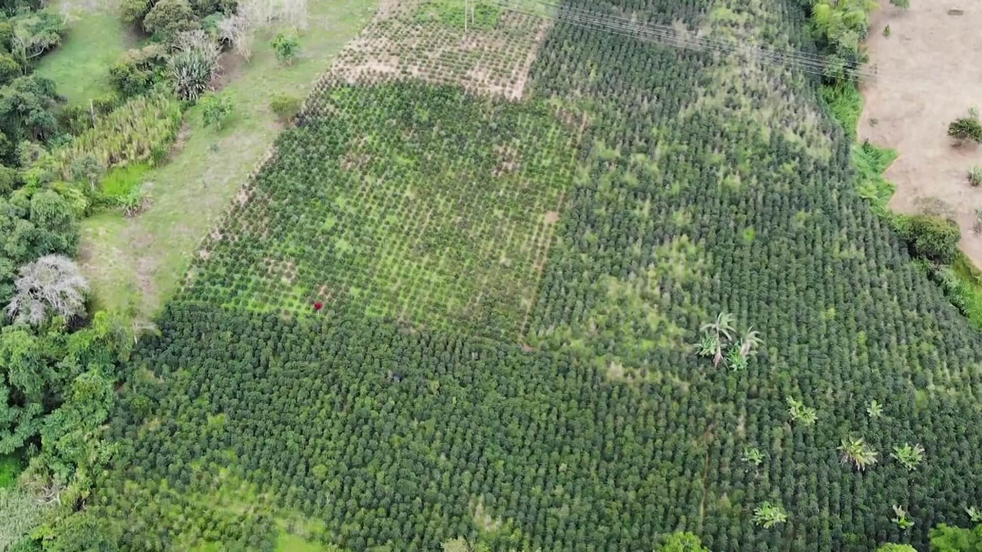 Gobernación presenta plan cosecha en Concordia