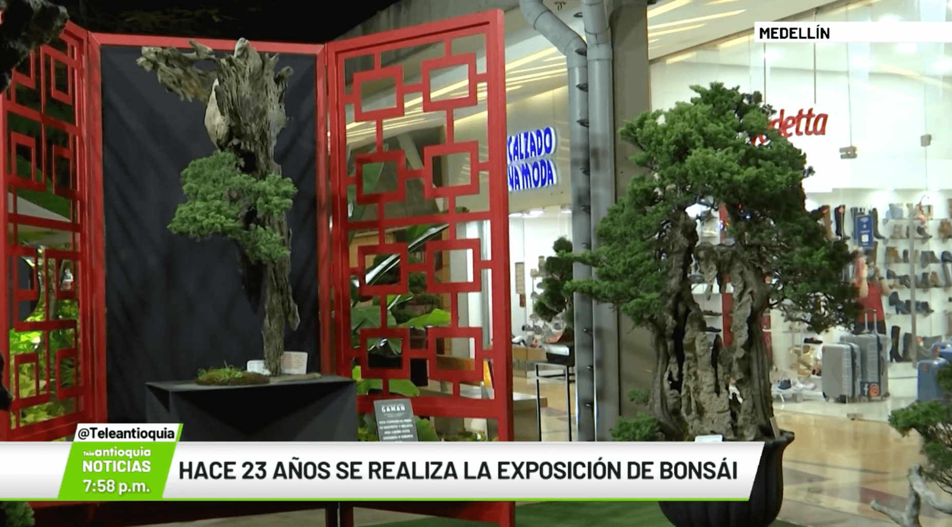 Hace 23 años se realiza la exposición de bonsái