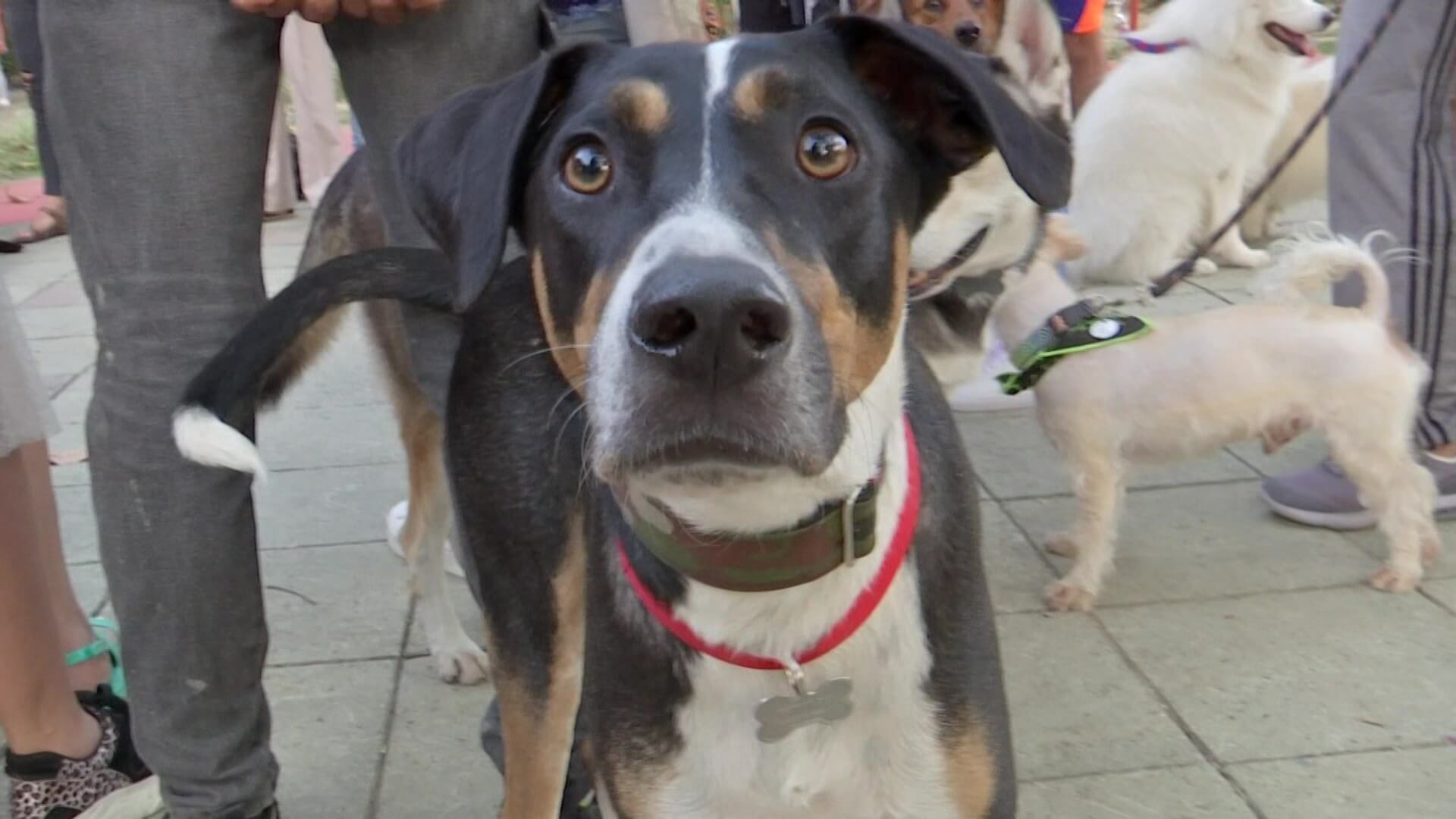 Lanzan guía para el transporte de animales