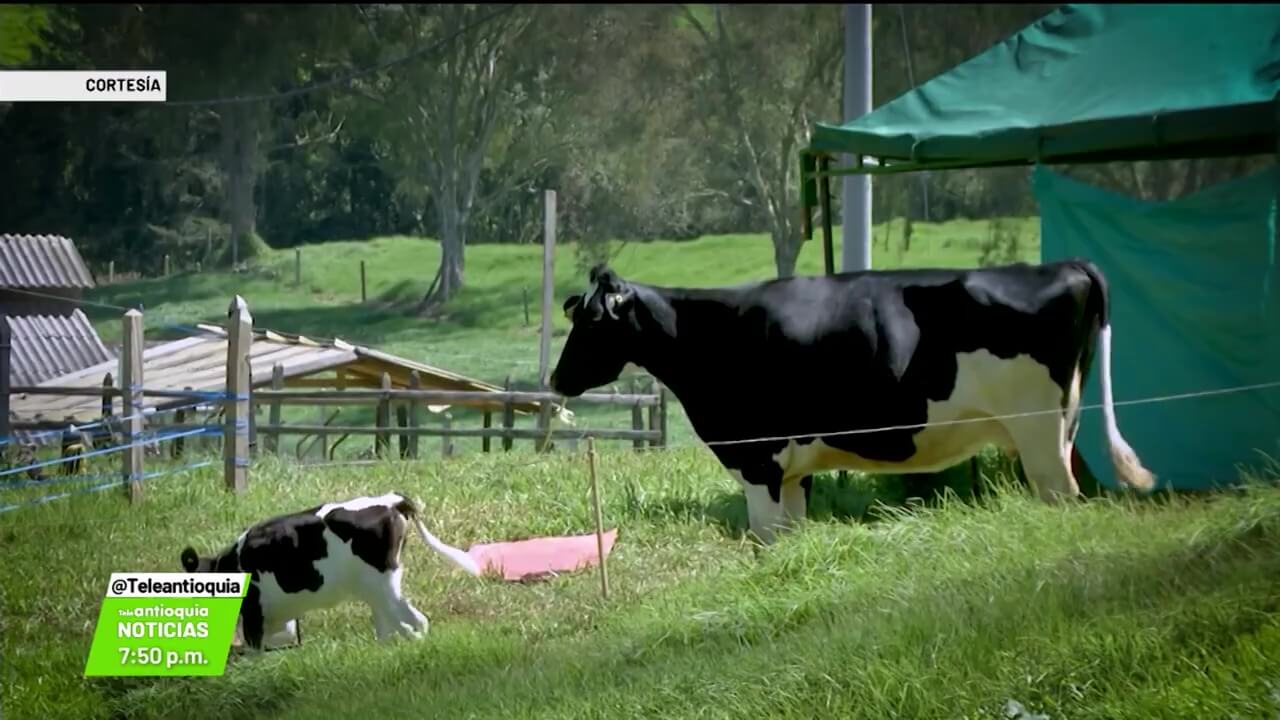 Leche de bajo precio podría ser de mala calidad