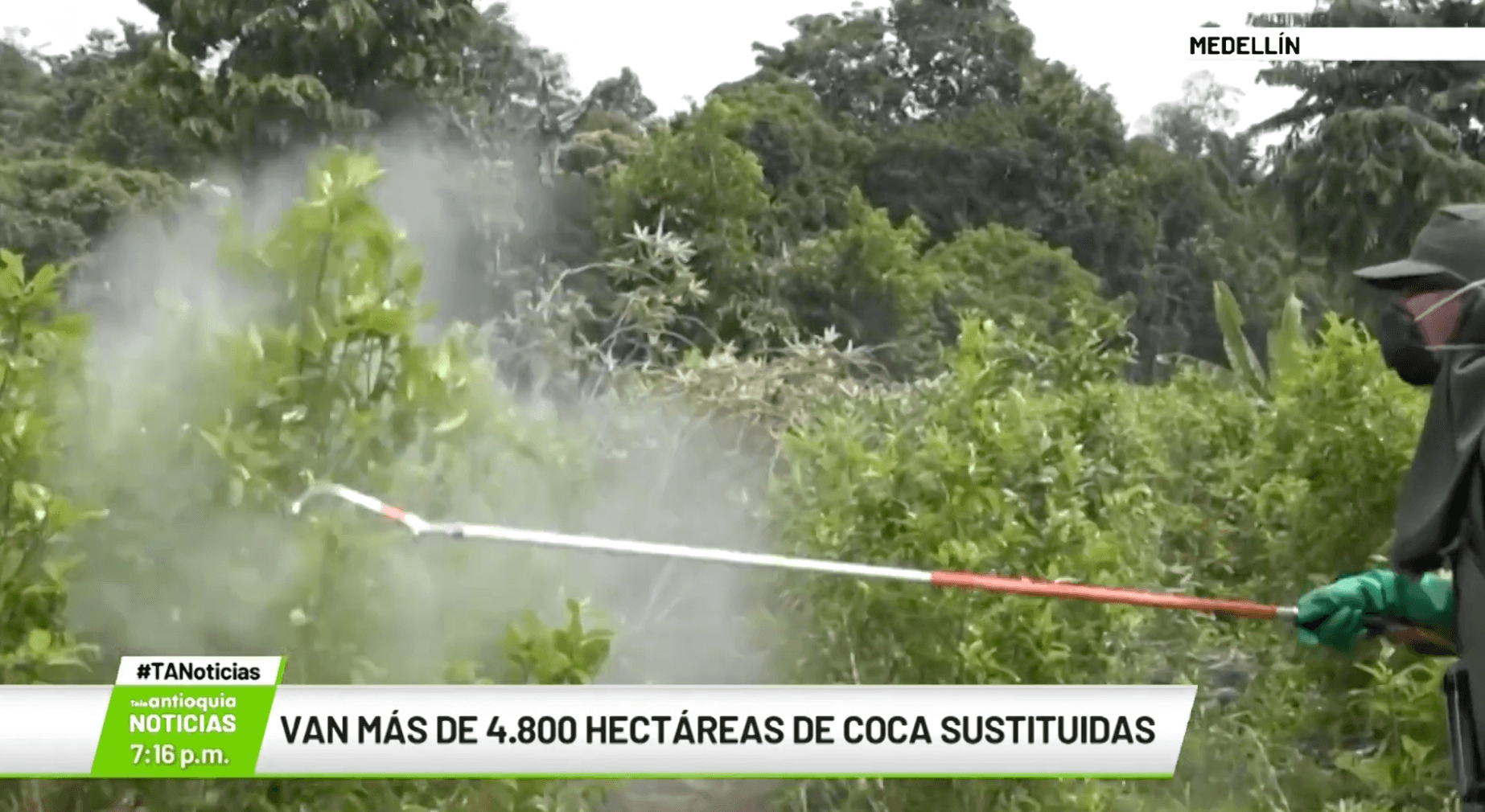 Van más de 4.800 hectáreas de coca sustituidas