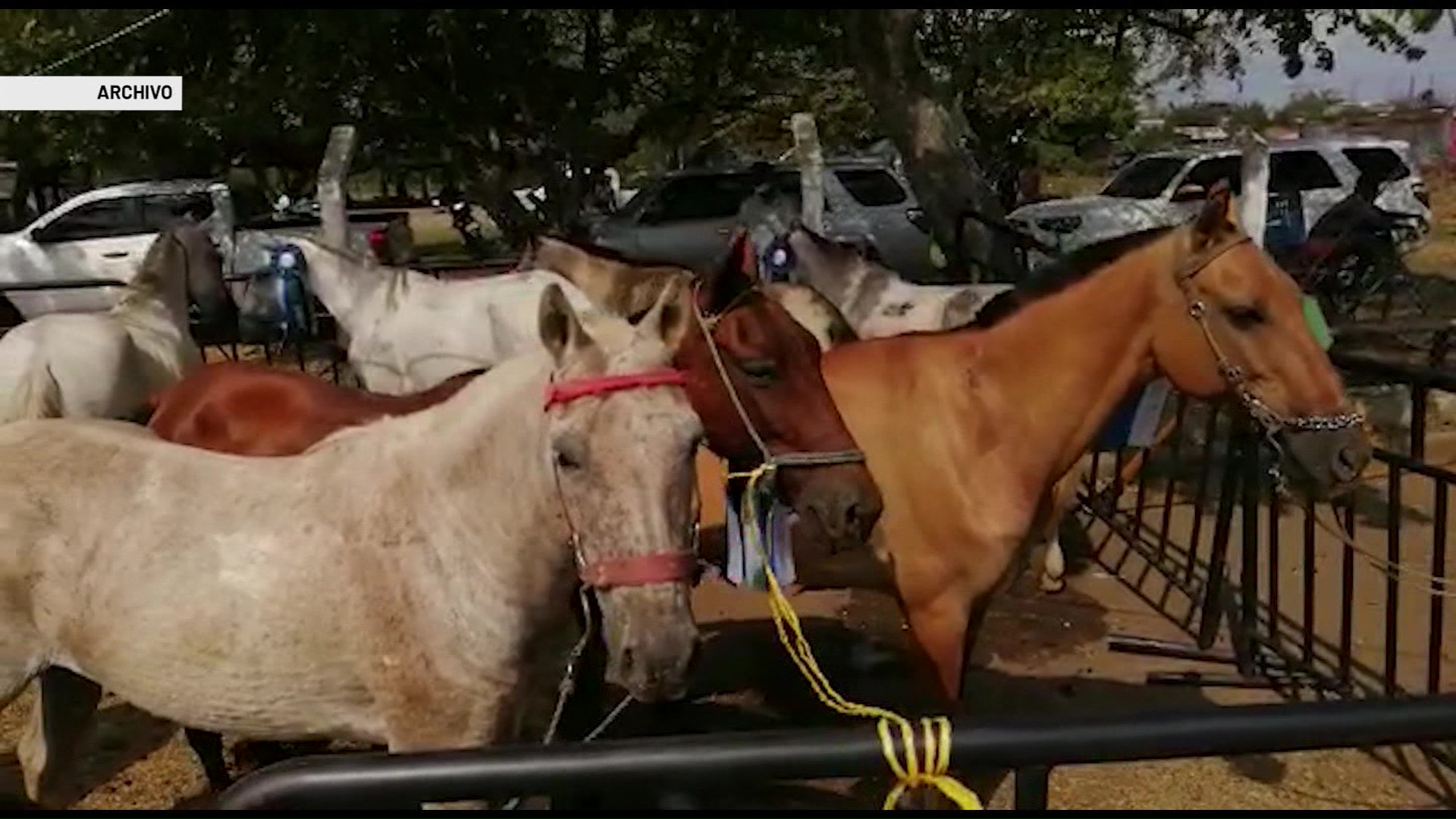 Cambiarán coches de tracción animal por vehículos