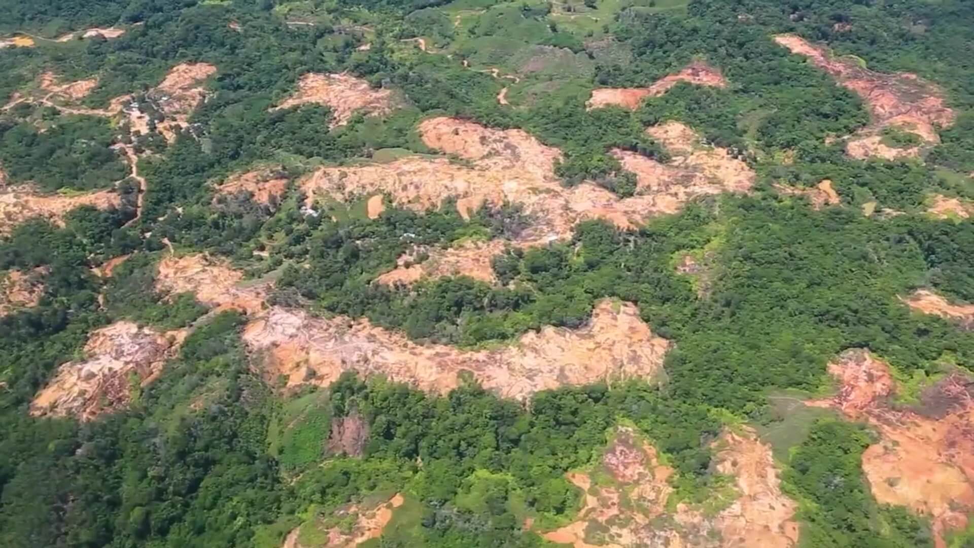 10 mil millones de pesos para la reforestación en Bajo Cauca