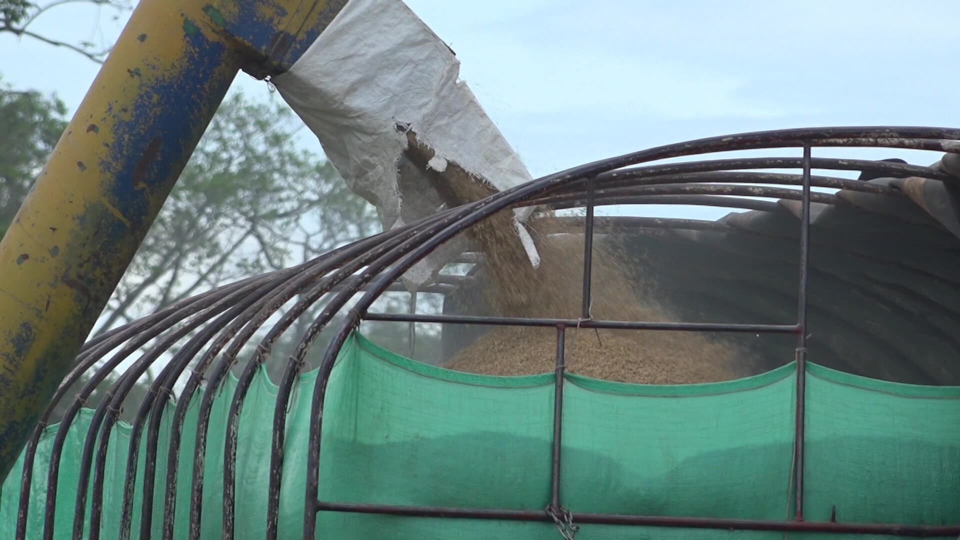 Arroceros piden apoyo para transportar sus productos