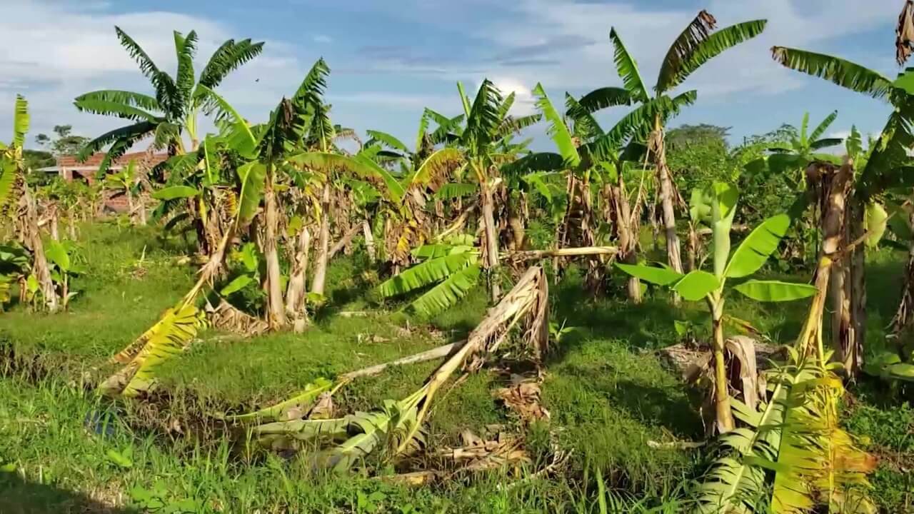 Campesinos de Caucasia damnificados por Huracán