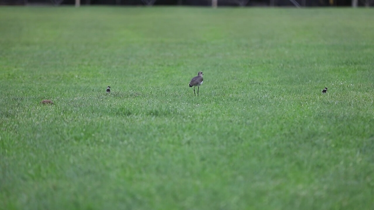 Cierran escenario deportivo por familia de aves