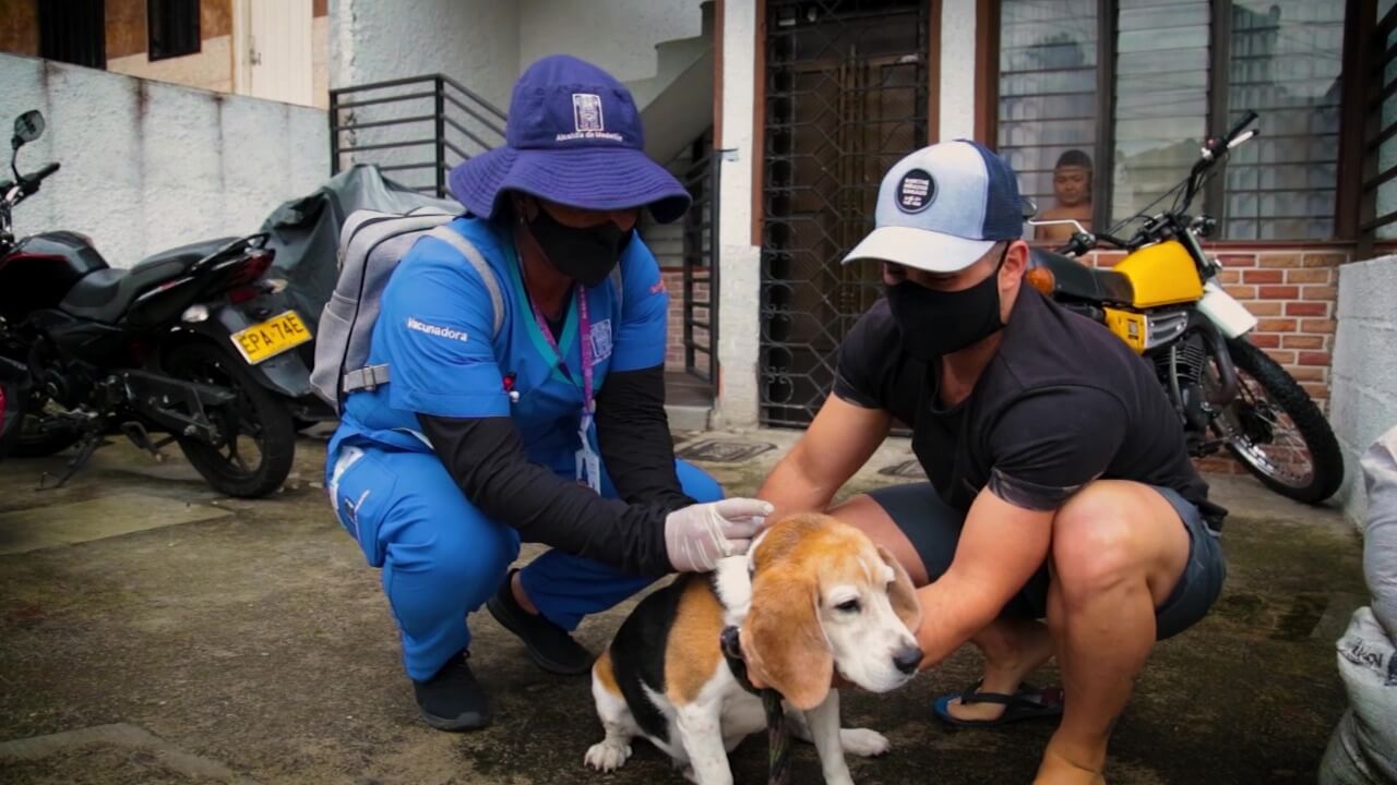 Cuatro mil casos de agresiones a animales