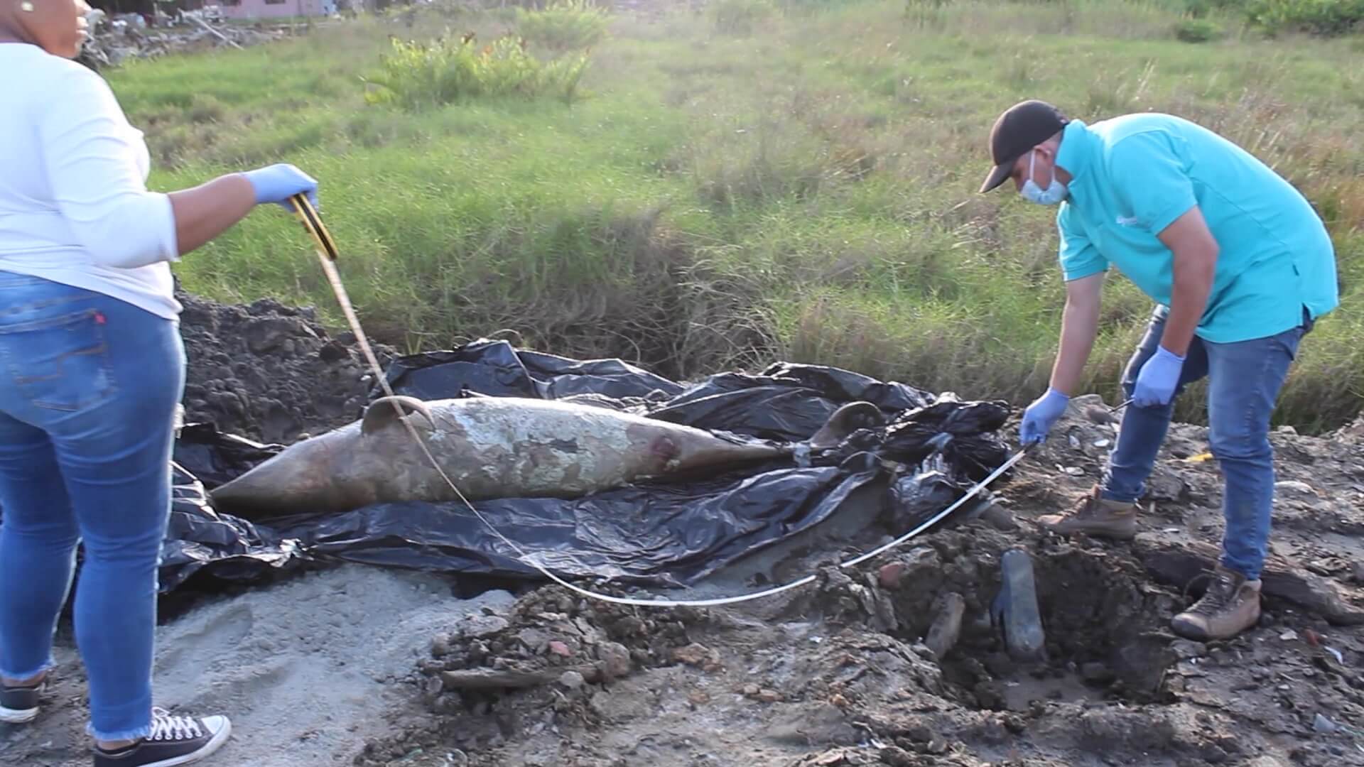 Hallado muerto un delfín en las costas de Necoclí