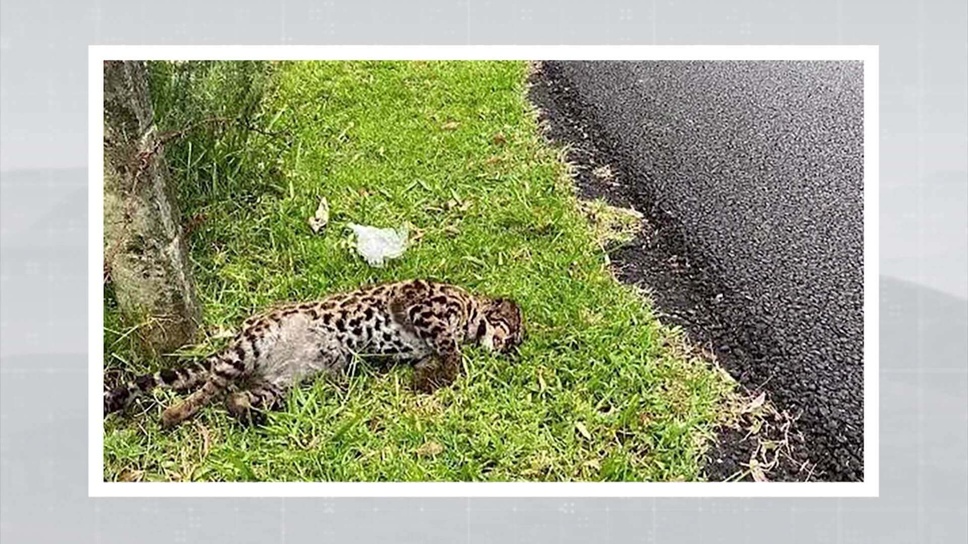 Hallado un tigrillo muerto en la vía Las Palmas