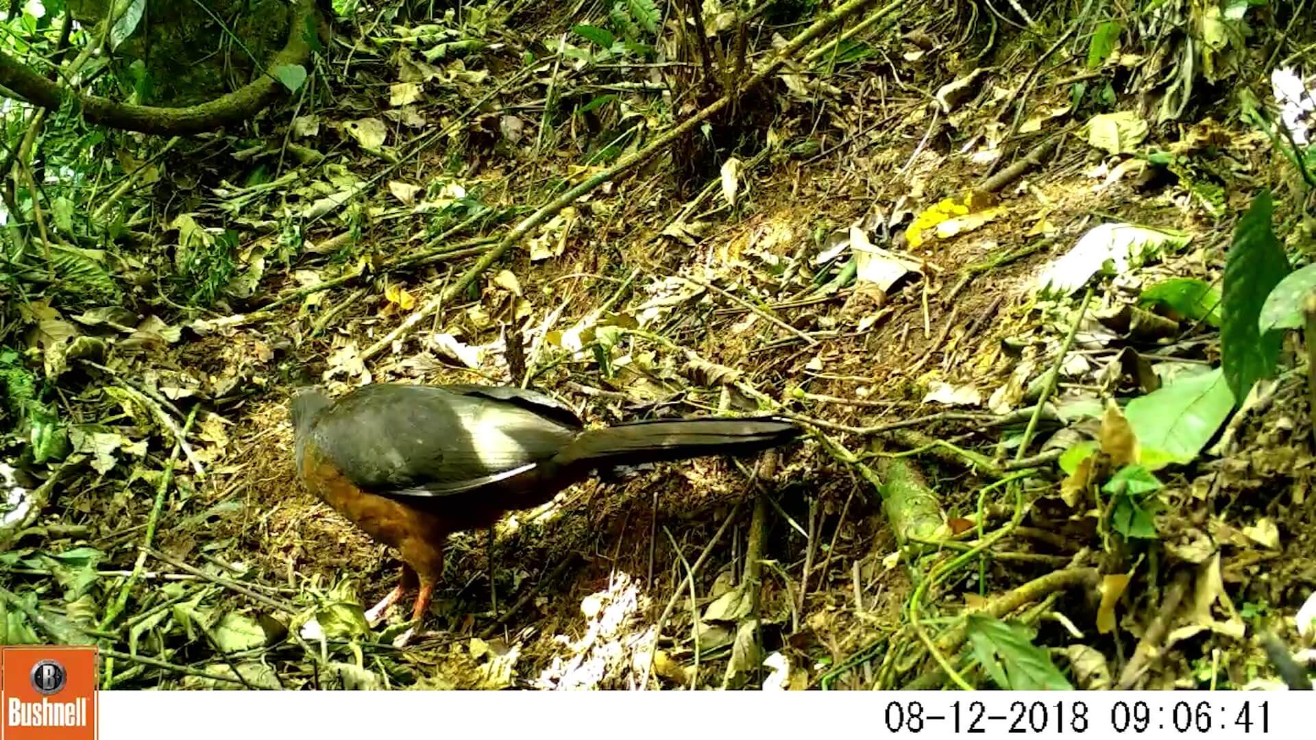 Instalarán cámaras trampa para avistamiento de especies