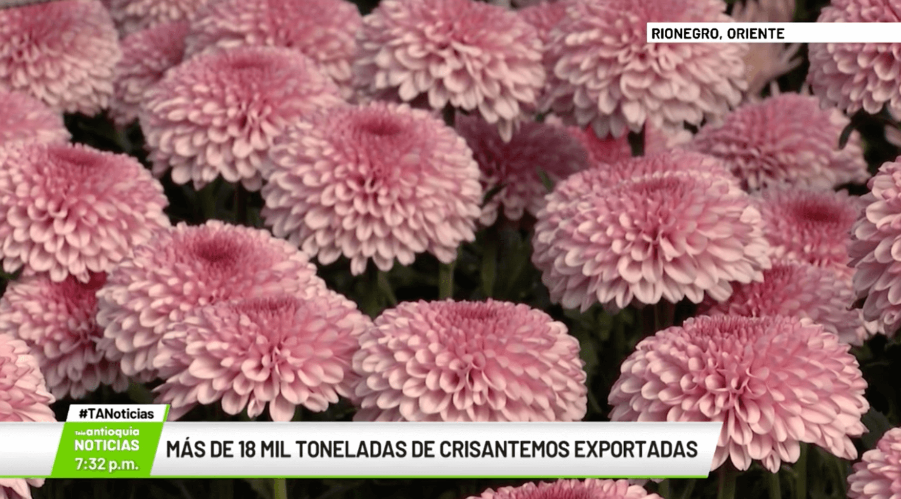 Más de 18 mil toneladas de crisantemos exportadas