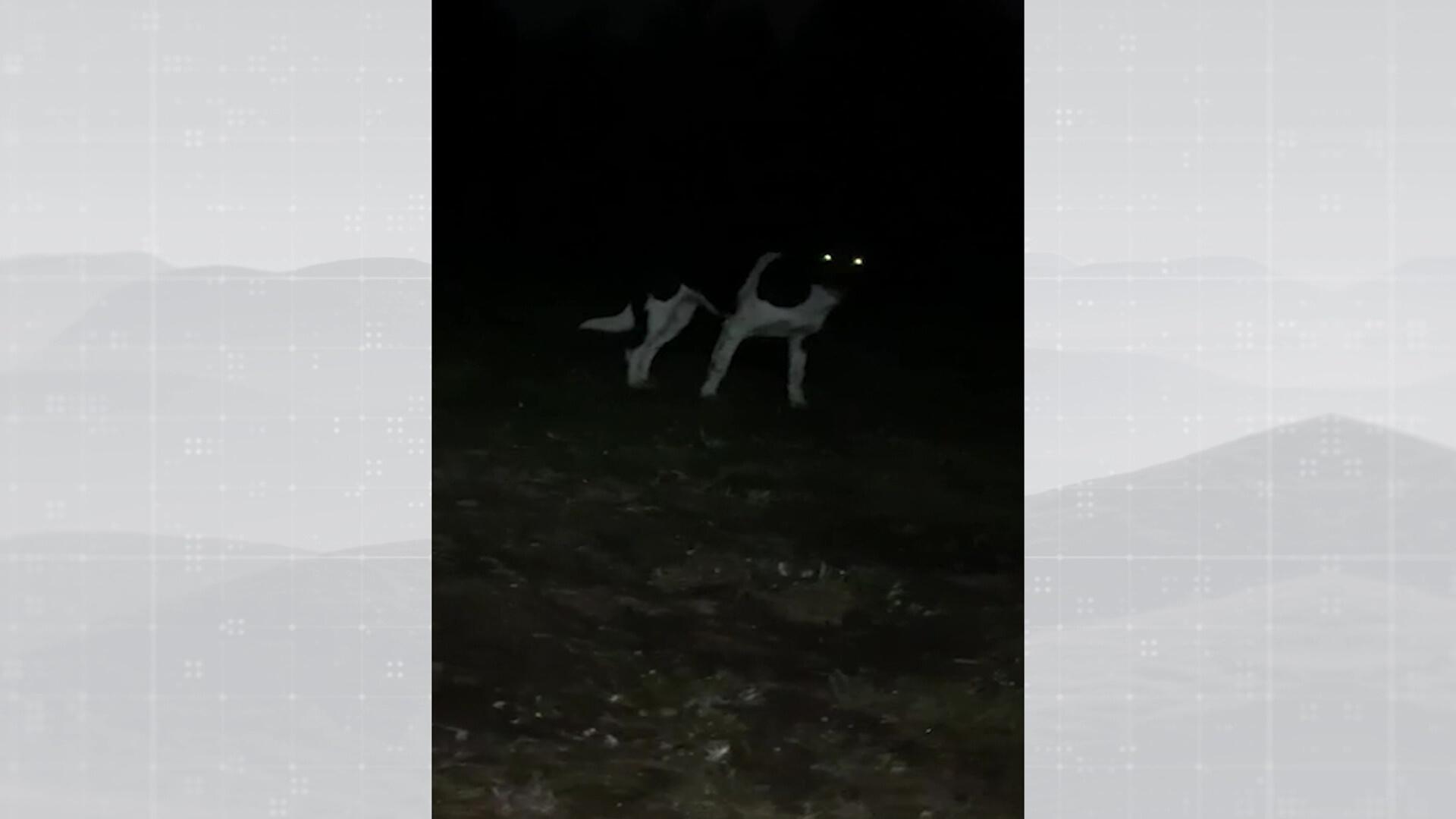 Perros ferales de cazadores a cazados