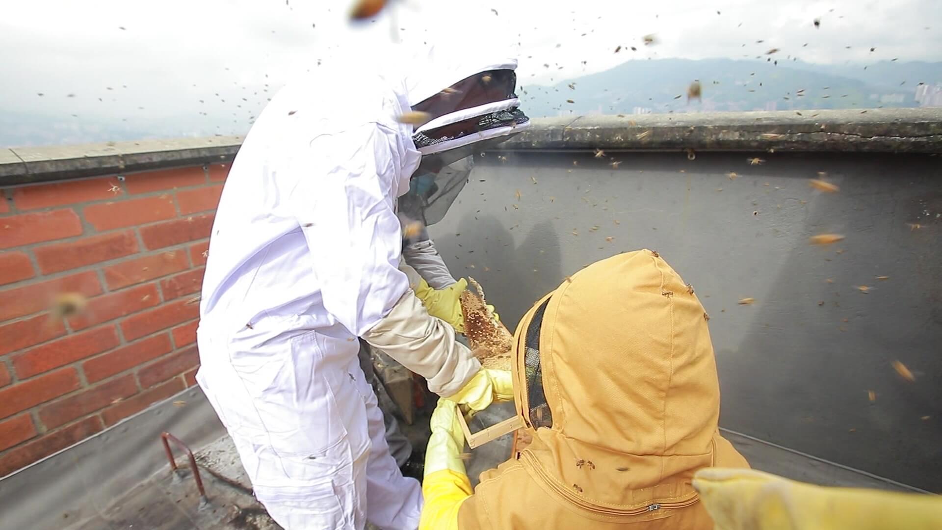 Rescatan 50 mil abejas africanizadas de un edificio