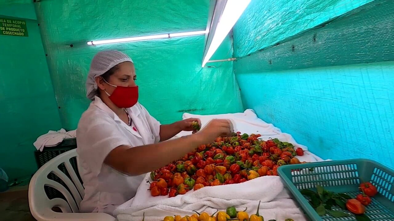 ‘Santo Domingo renace’: exportación de chile hacia México
