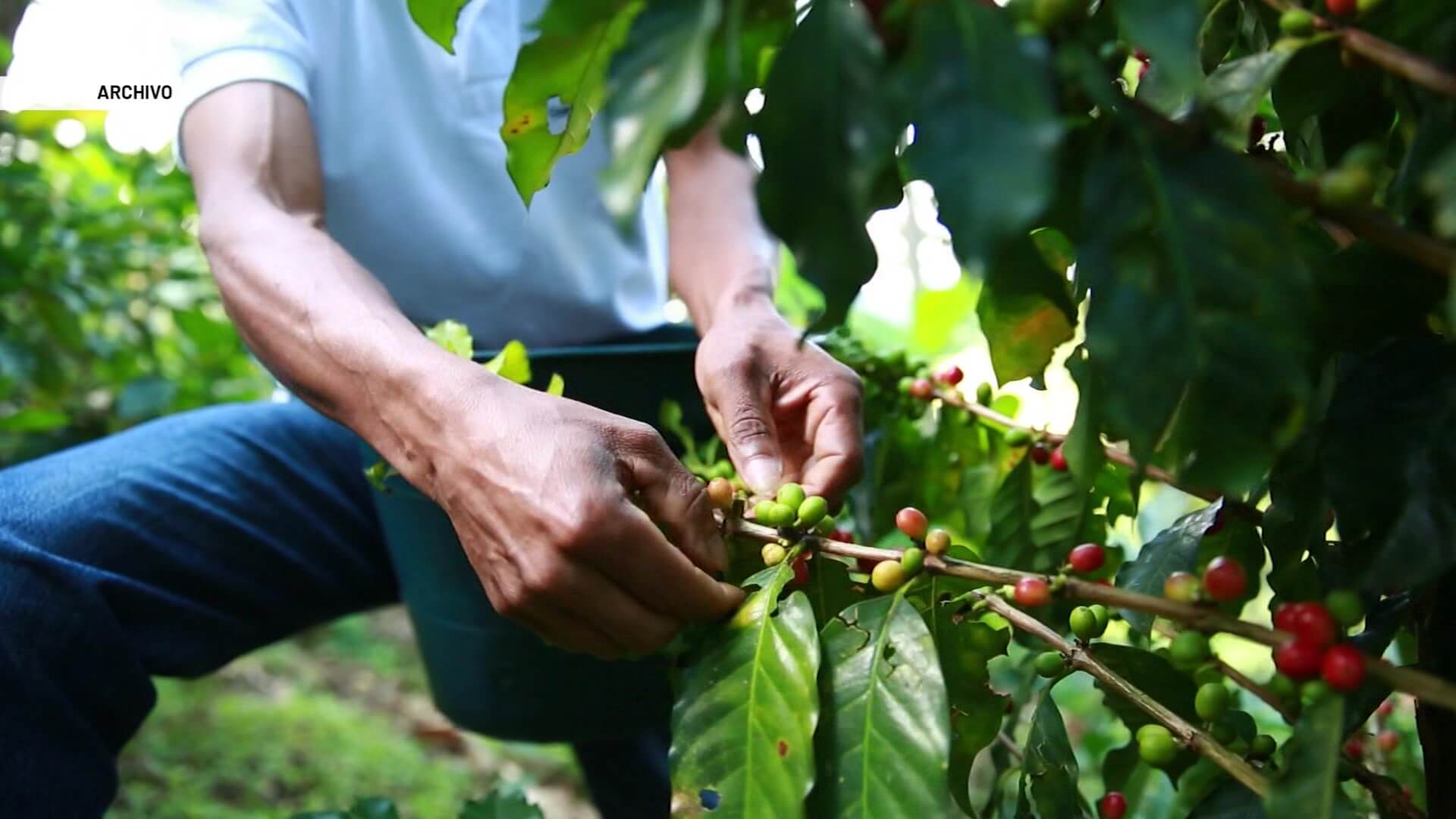 Vacunación móvil con ocasión de la cosecha cafetera