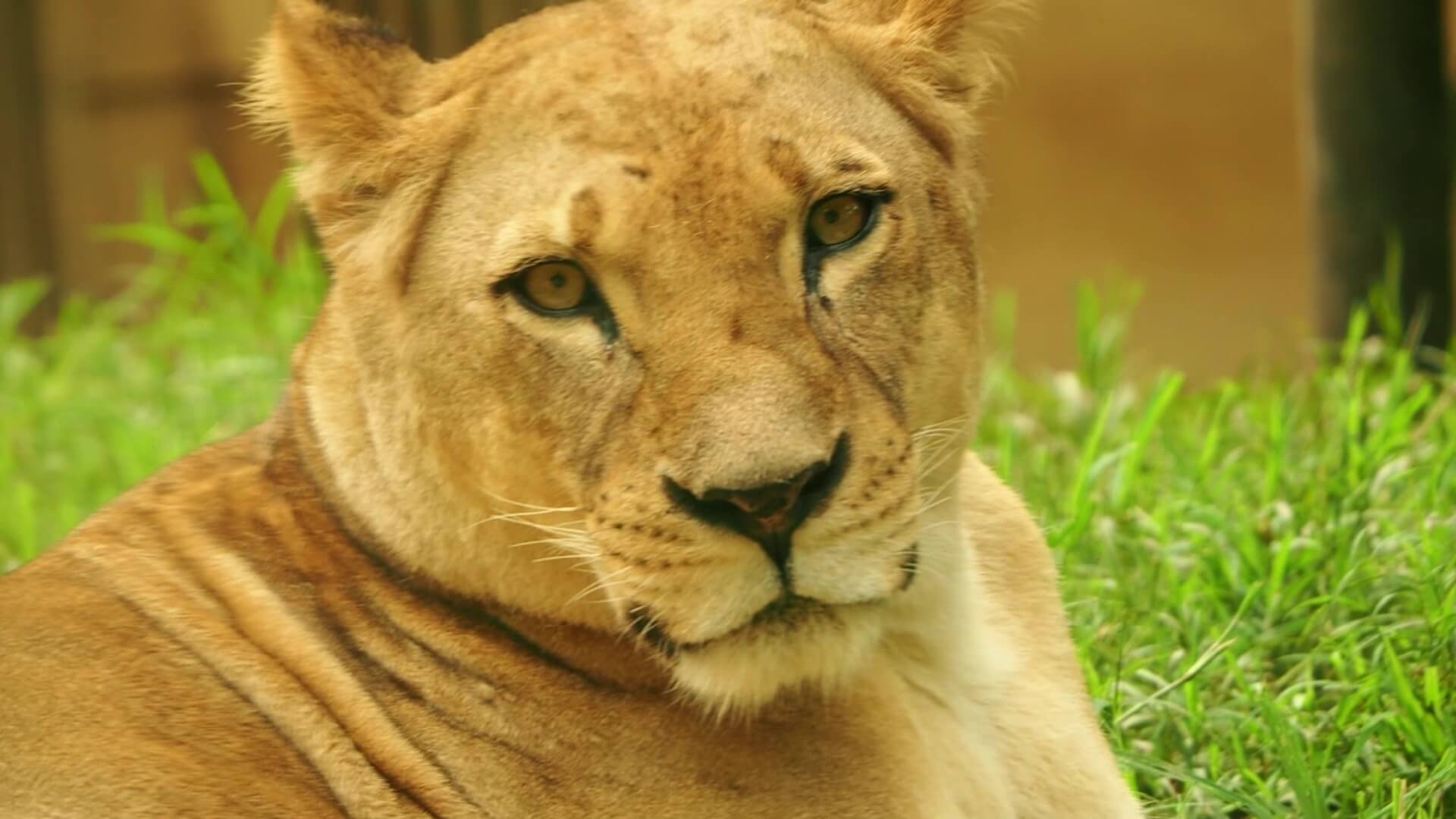 Video de leones en mal estado no es en el Parque de la Conservación