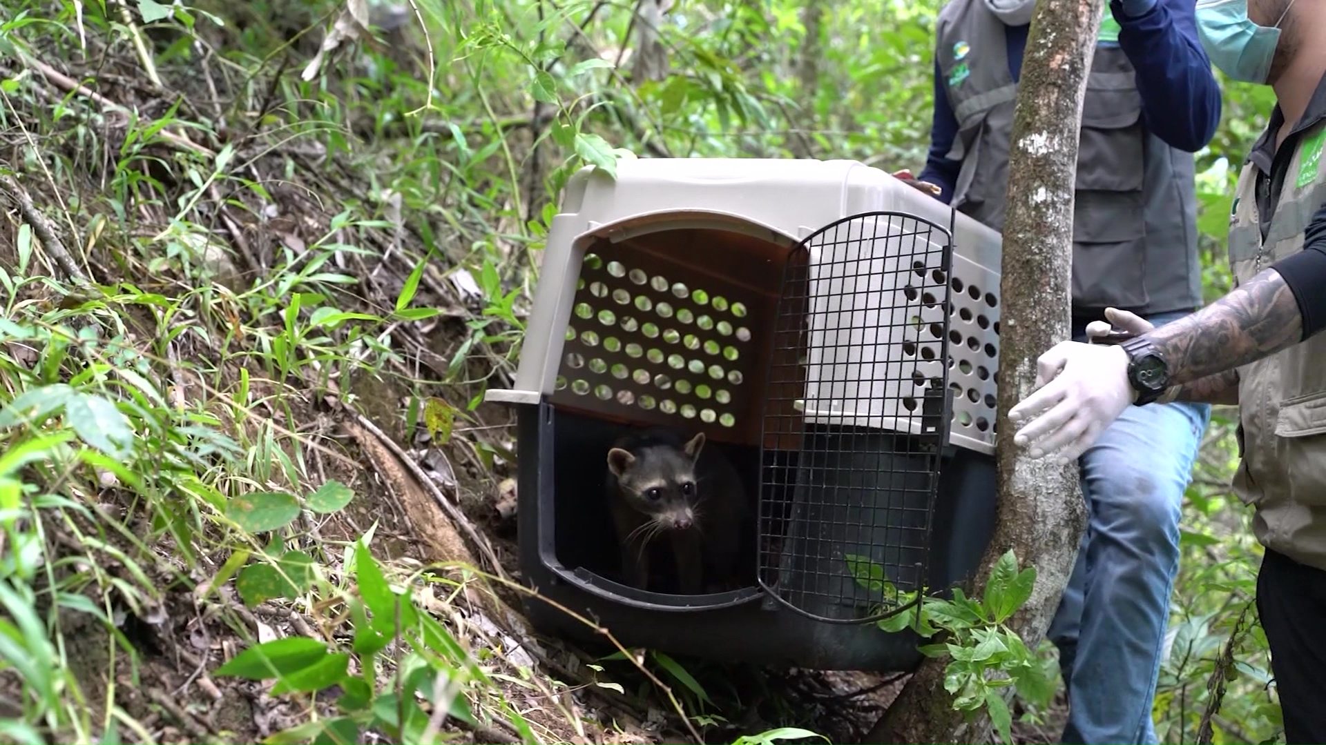 Liberan a un mapache tras superar cirugía ortopédica