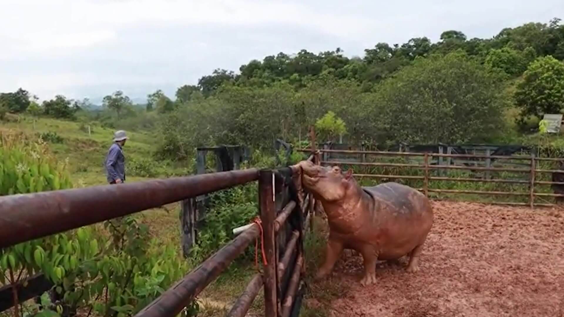 Comenzó proceso de inmunocastración de hipopótamos