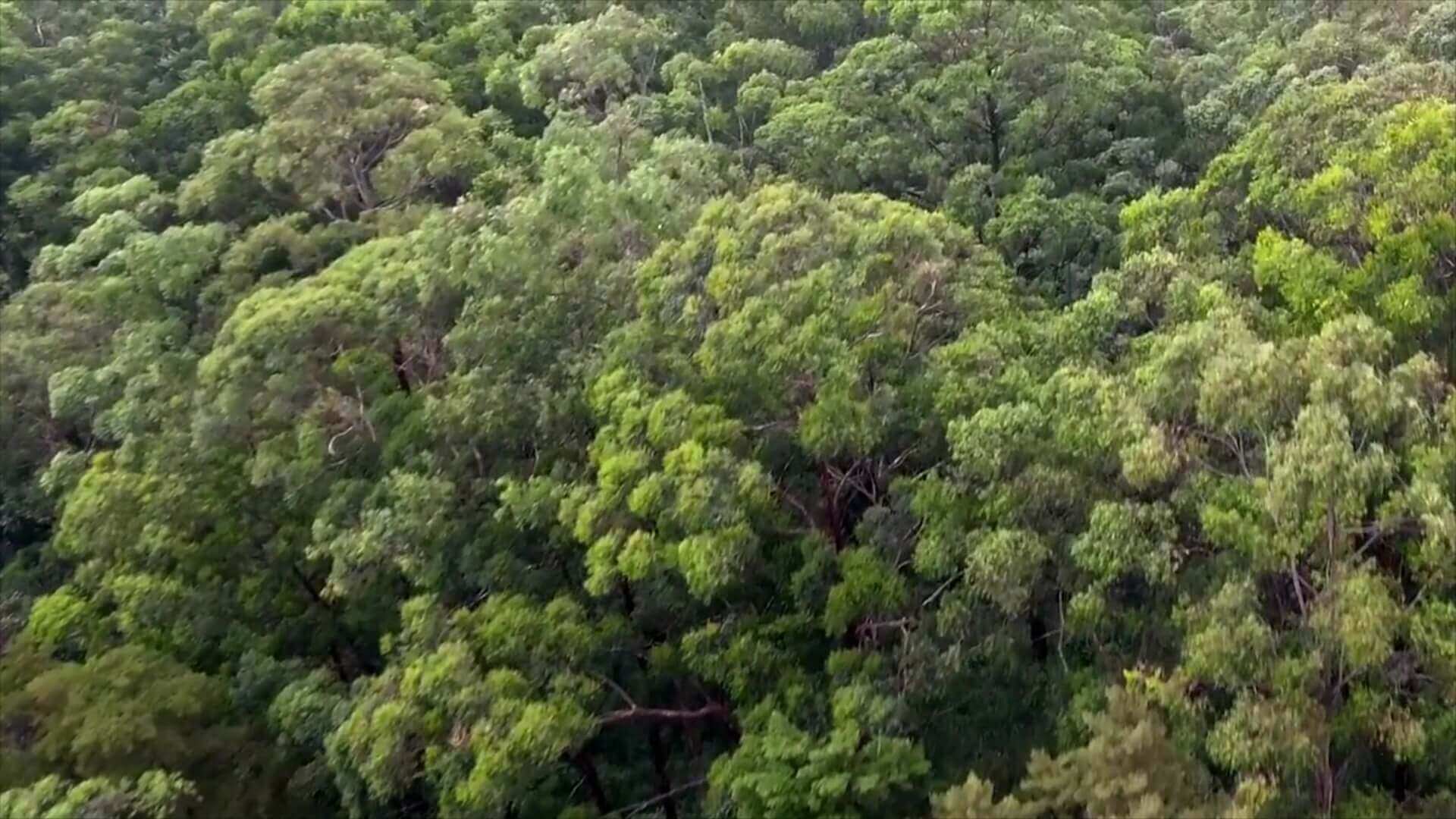 Contraloría halló 100 posibles incumplimientos ambientales