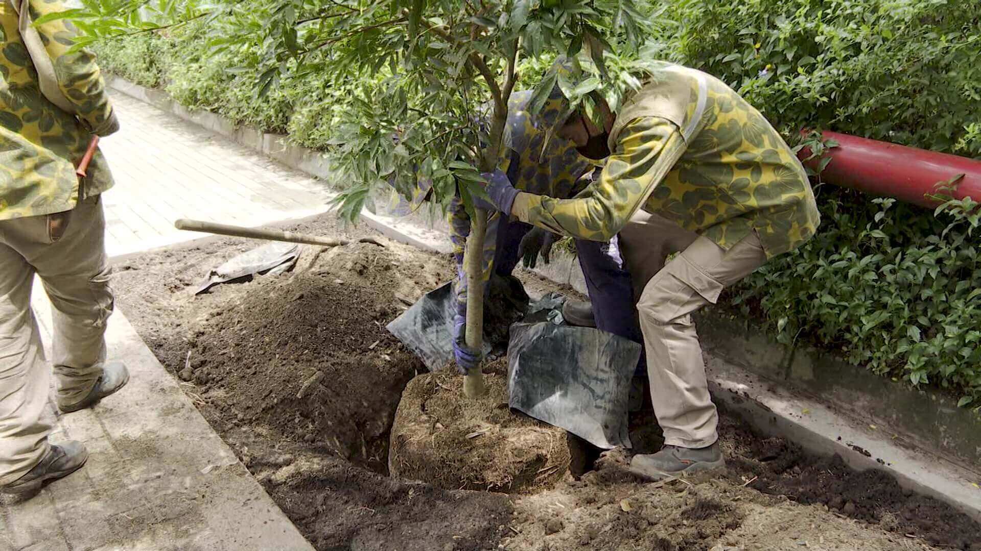 Empleados de Eafit sembraron árboles en parqueaderos