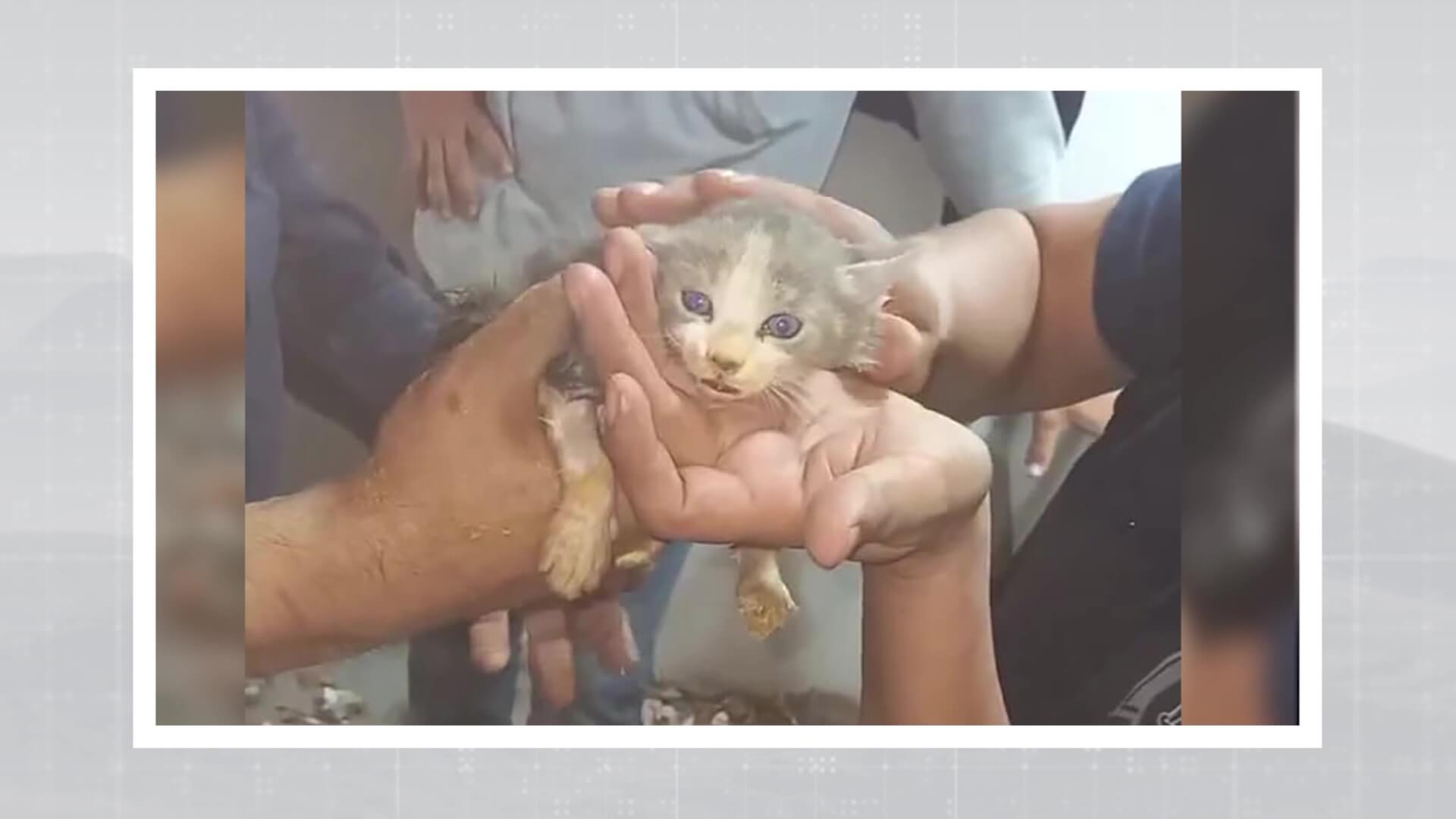 Rescate de un gato atrapado en una tubería en Sabaneta
