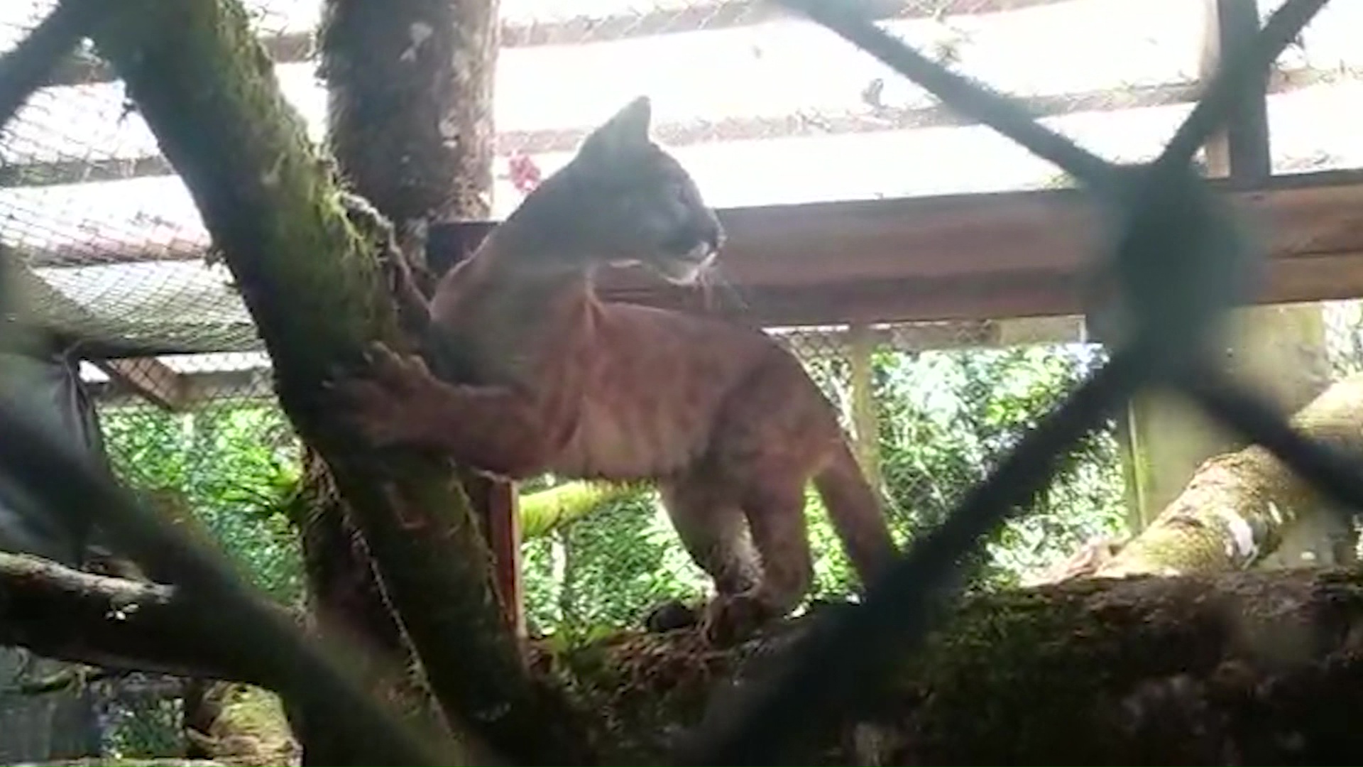 Puma rehabilitado en Medellín regresó a la Amazonía