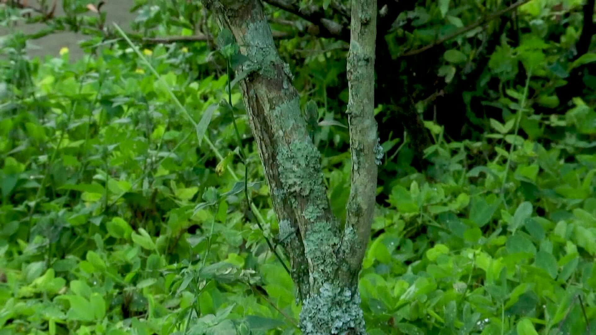 Árbol nativo de Medellín en peligro de extinción