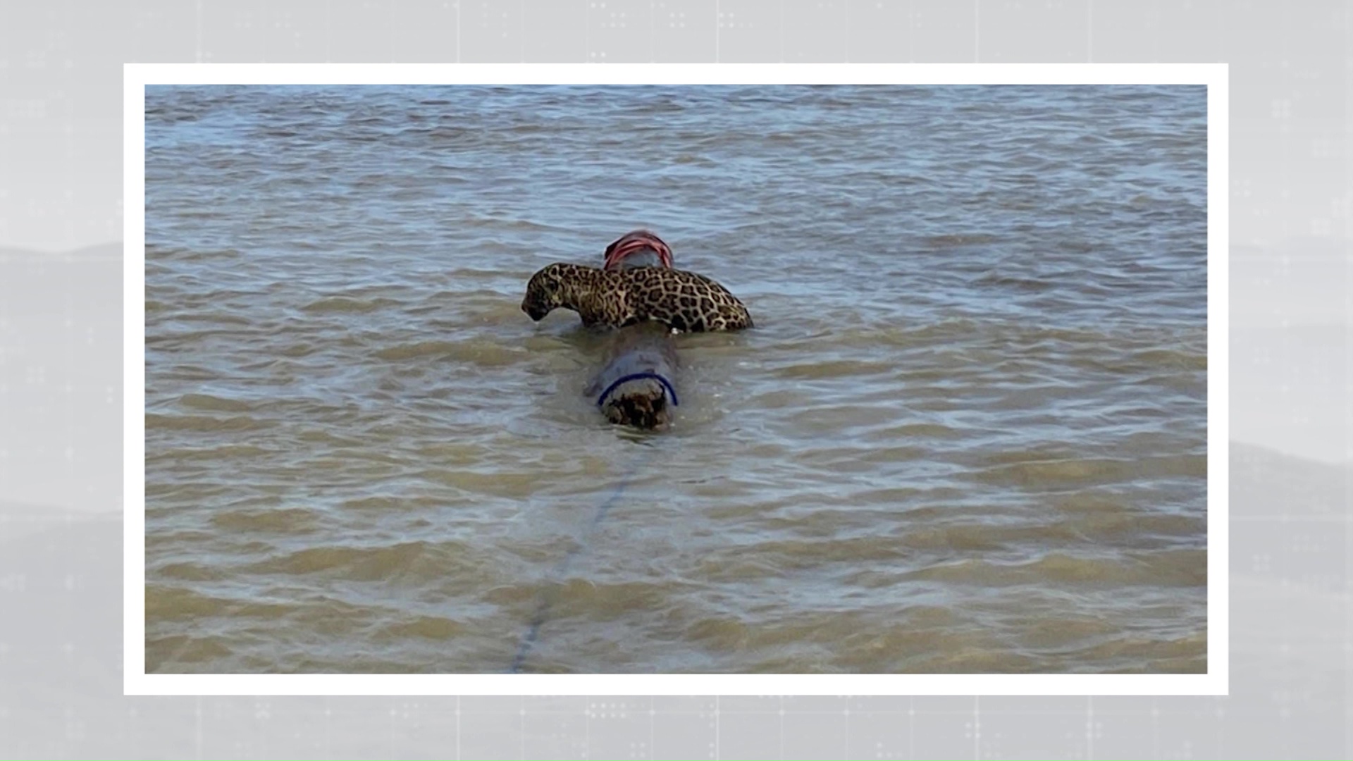 Así fue el rescate de un jaguar en el mar de Urabá