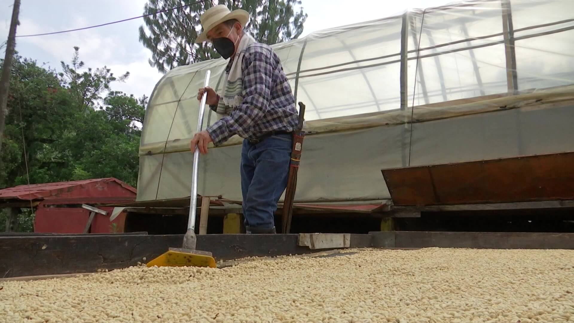 Café colombiano alcanzó precio interno histórico