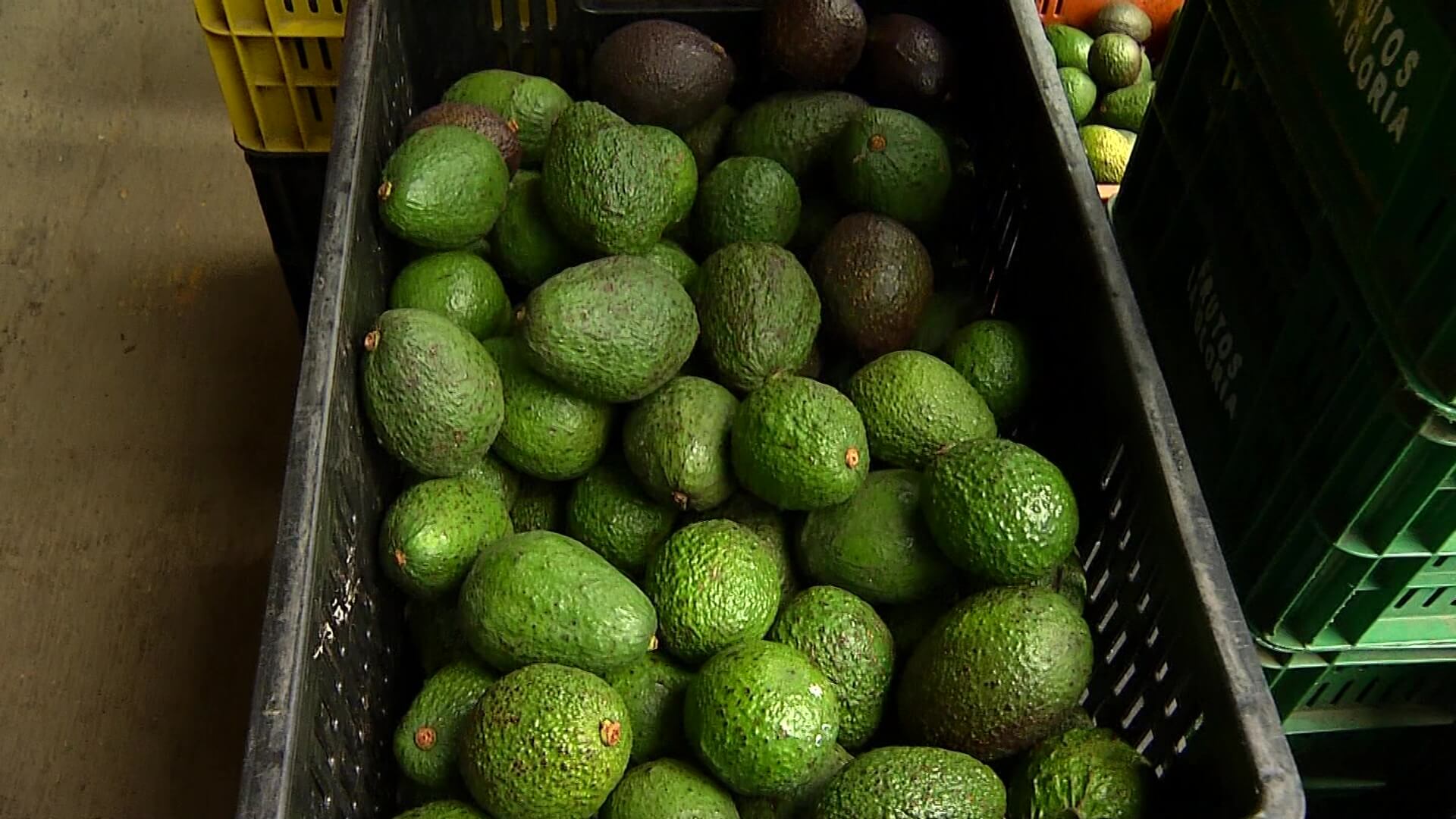 Crecieron exportaciones de aguacate hass