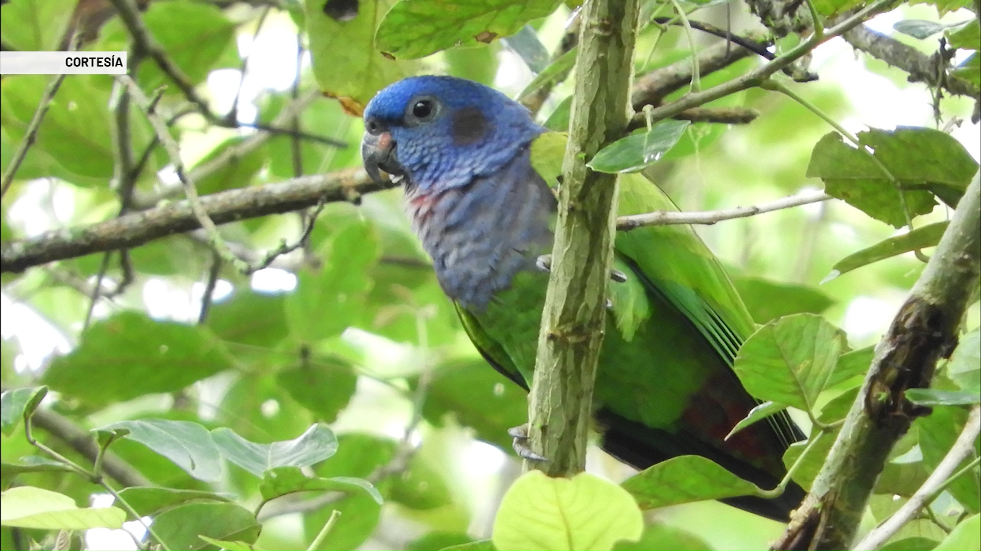 Llegó el primer festival de aves del Occidente antioqueño