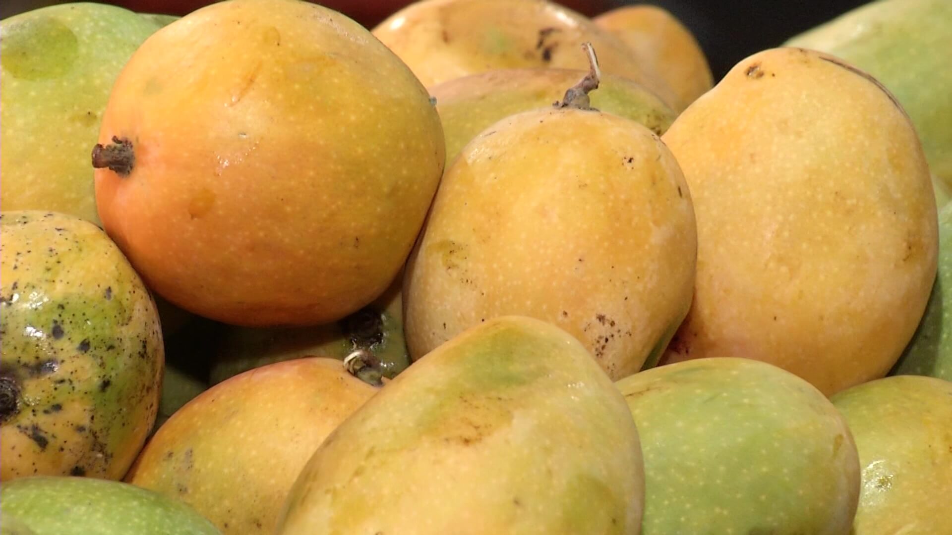 Mango colombiano ingresará a Estados Unidos