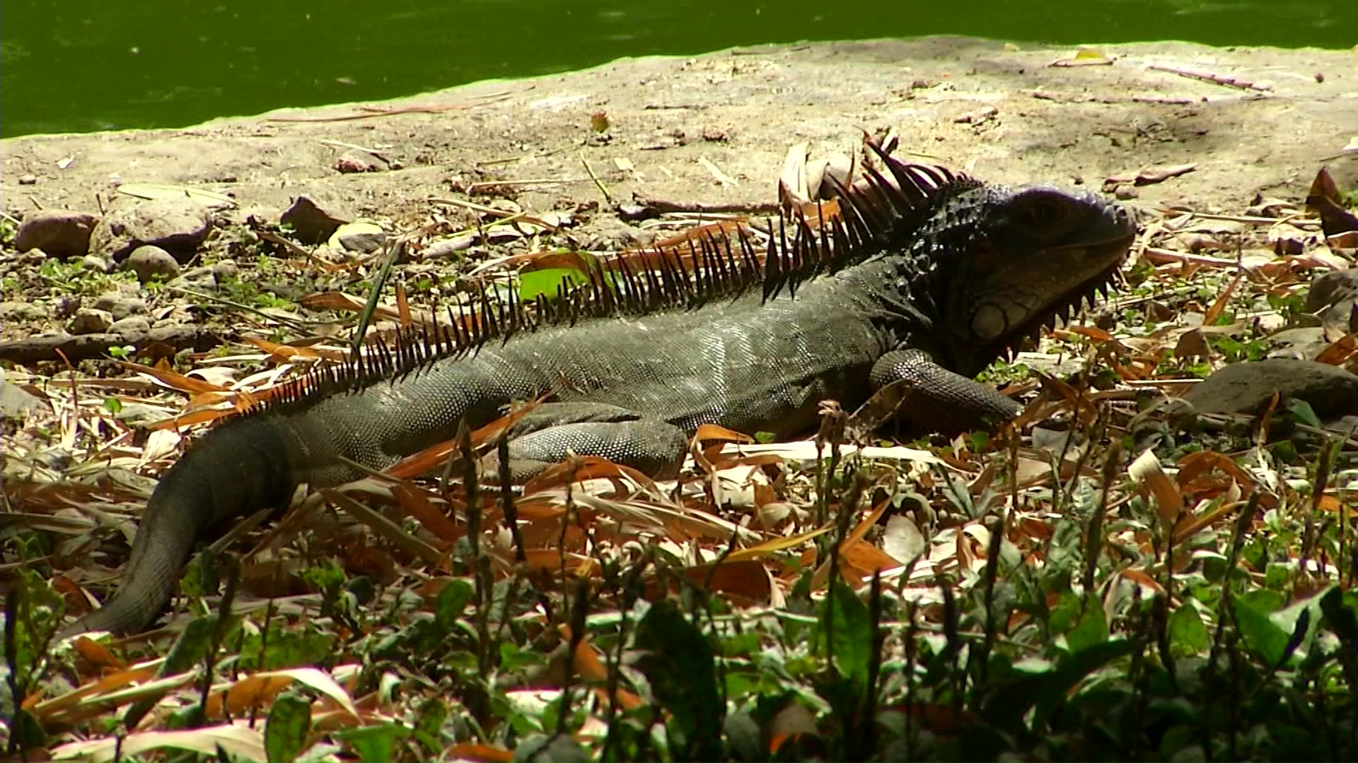 Parque de la Conservación se prepara para la alborada