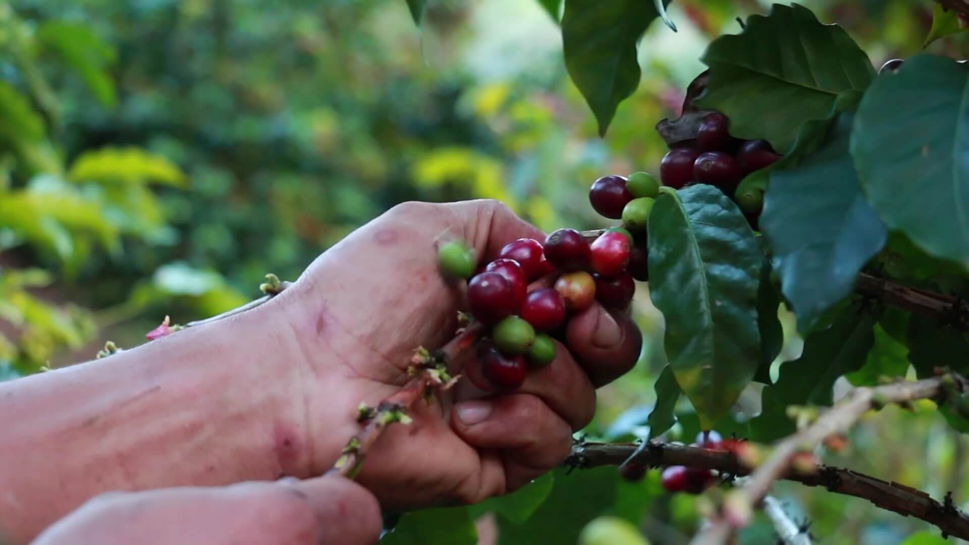 Producción e insumos, preocupaciones de los caficultores