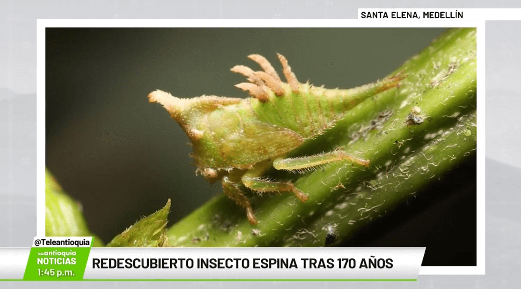 Redescubierto insecto espina tras 170 años