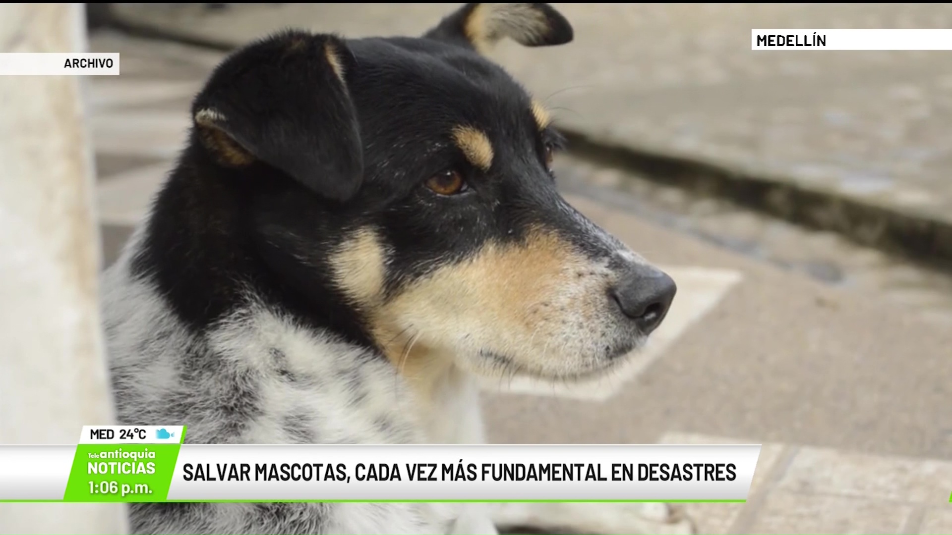 Salvar mascotas, cada vez más fundamental en desastres