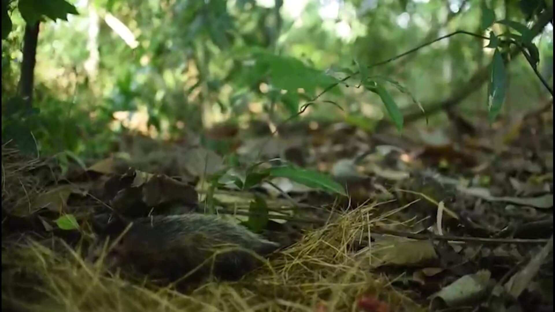 Zarigüeyas en el top cinco de animales silvestres vulnerables