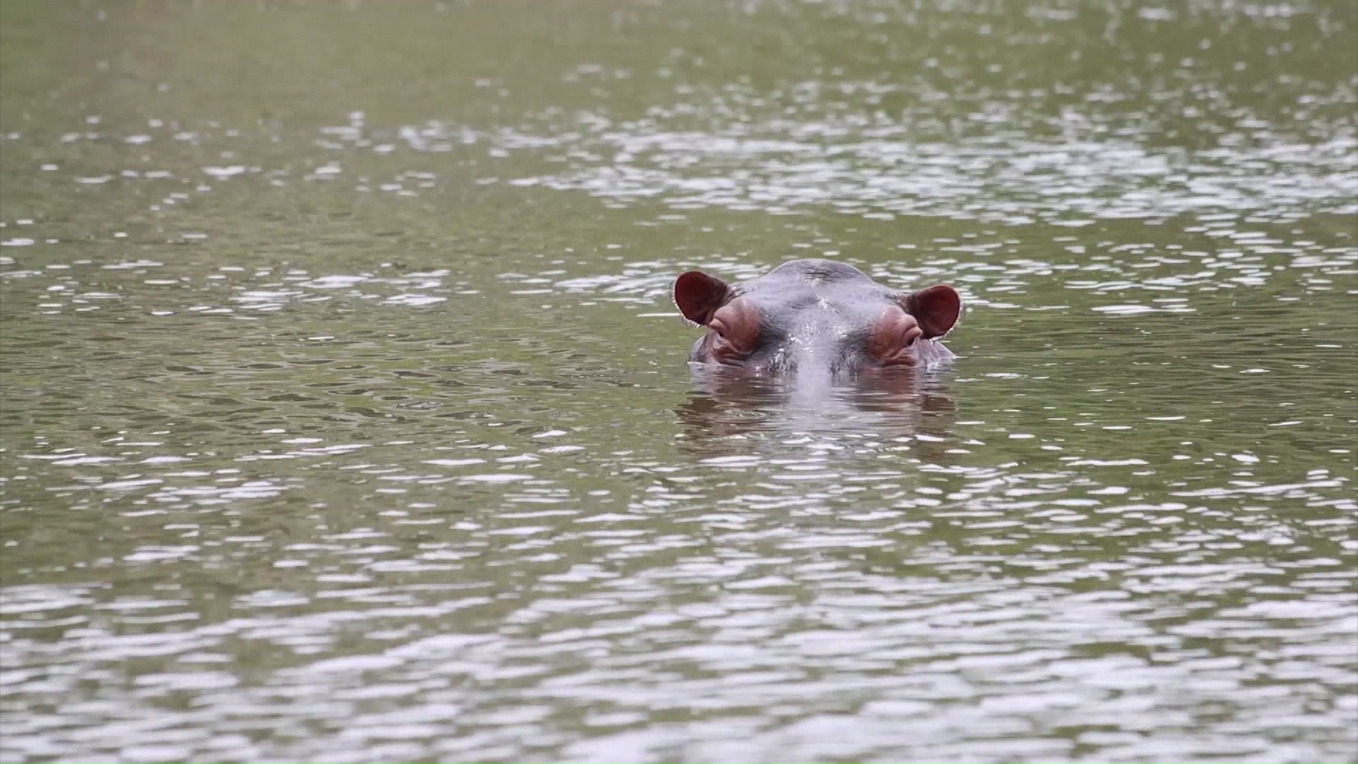 Impactos de la decisión de un juez de EE.UU. sobre hipopótamos