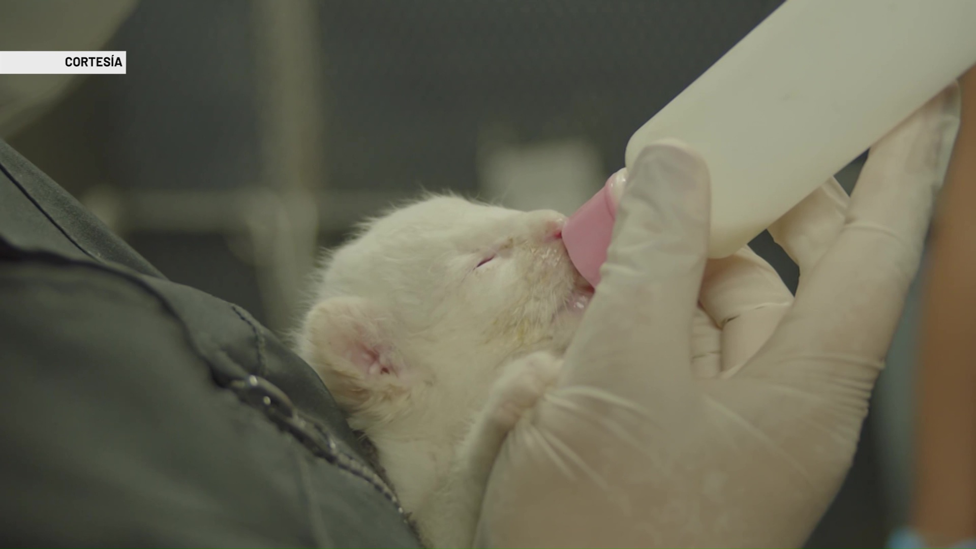 Hallado primer felino silvestre albino en el país