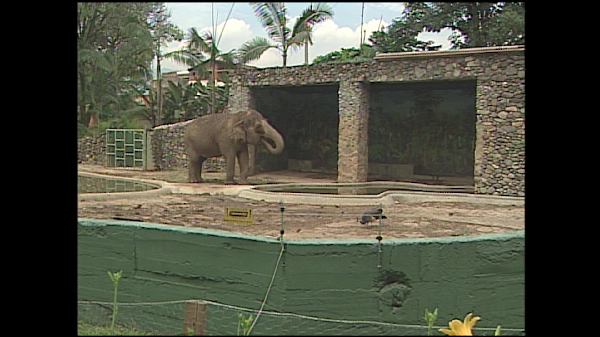 Exhuman elefanta asiática en la Hacienda Nápoles