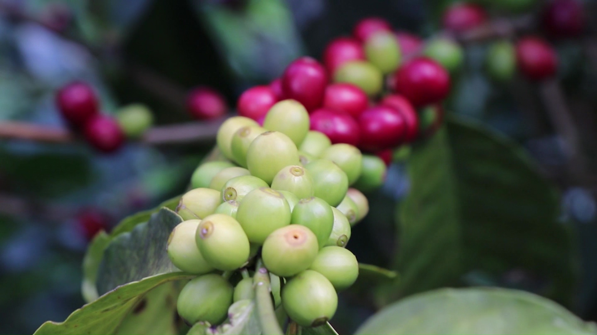 Un café con sabor agridulce