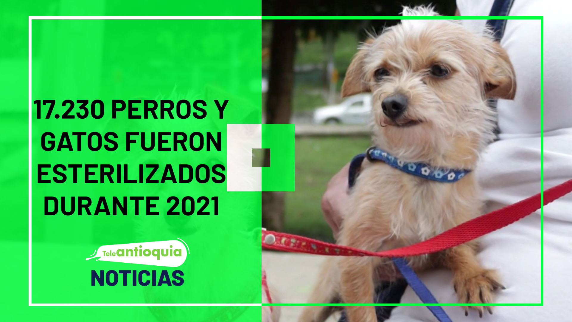 17.230 perros y gatos fueron esterilizados durante 2021