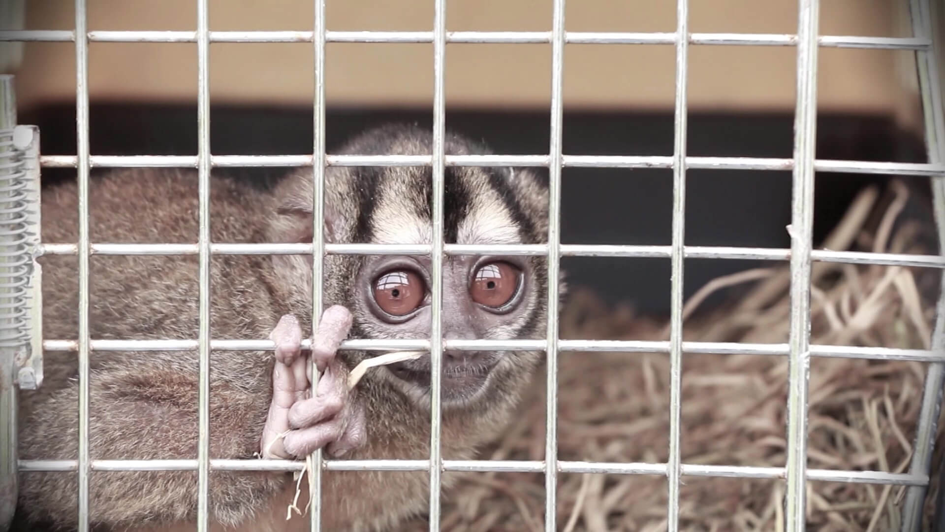 Acciones para proteger la fauna silvestre en época navideña